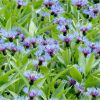 Волошки сині. Василёк синий. Centaurea cyanus