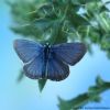 Plebejus argus