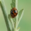 Subcoccinella vigintiquatuorpunctata