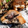 Fomitopsis betulina