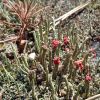 Cladonia floerkeana ??