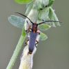 Phytoecia waltli