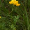 Lotus corniculatus var. maritimus Rupr.