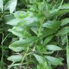 Волошка мармароська. Василёк мармарошский. Centaurea marmarosiensis