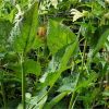 Шавлія клейка. Шалфей клейкий.   Salvia glutinosa