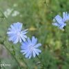 Cichorium intybus