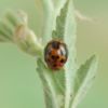 Subcoccinella vigintiquatuorpunctata