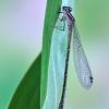 Coenagrion hastulatum