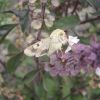 Heliothis armigera