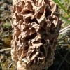 Зморшок степовий (Morchella steppicola) ??