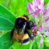 Bombus cf. cryptarum