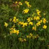 Lotus corniculatus var. maritimus Rupr.