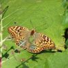 Argynnis pandora (Nymphalidae)