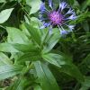 Волошка мармароська. Василёк мармарошский. Centaurea marmarosiensis