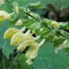 Шавлія клейка. Шалфей клейкий.   Salvia glutinosa