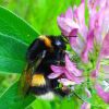 Bombus cf. cryptarum