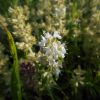 Thymus marschallianus Willd.