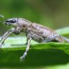 Довгоносик сірий буряковий (Tanymecus palliatus)