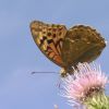 Argynnis pandora (Nymphalidae)