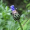 Волошка мармароська. Василёк мармарошский. Centaurea marmarosiensis