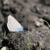 Polyommatus (Cyaniris) semiargus