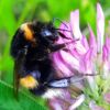 Bombus cf. cryptarum