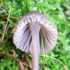 Mycena abramsii ? Mycena erubescens ?