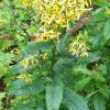 Senecio fuchsii