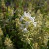 Thymus marschallianus Willd.