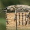 Довгоносик сірий буряковий (Tanymecus palliatus)