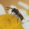 Nomada (Apidae)