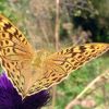 Argynnis pandora (Nymphalidae)