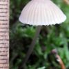 Mycena metata ?