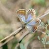 Polyommatus icarus