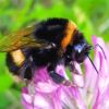 Bombus cf. cryptarum