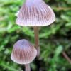 Mycena abramsii ? Mycena erubescens ?