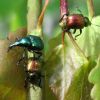 Трубкокрут осиковий (Byctiscus populi)