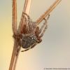 Araneus angulatus