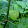 Фізаліс звичайний. Физалис. Physalis alkekengi (2)