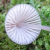 Mycena metata ?