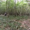 сова довгохвоста
