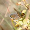 Polyommatus icarus