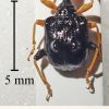 Phymatapoderus flavimanus (Motsch., 1860)