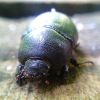 Pentodon idiota Herbst, 1789