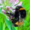 Bombus cf. cryptarum