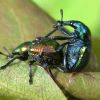 Трубкокрут осиковий (Byctiscus populi)