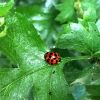 Harmonia axyridis