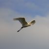 Egretta alba