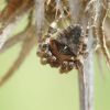 Araneus angulatus