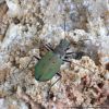 Cicindela campestris